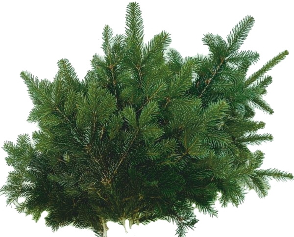 ca. 4 kg Nordmann Tannenzweige STANDARD