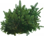 ca. 12 kg Nordmann Tannenzweige STANDARD